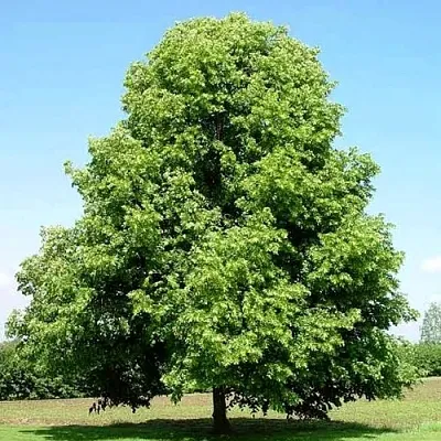 Липа мелколистная  Липа мелколистная в Калининграде