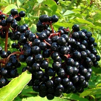 Бузина в Калининграде