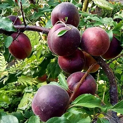 Шарафуга БЕЛЛА РОЯЛЬ  Шарафуга БЕЛЛА РОЯЛЬ в Калининграде