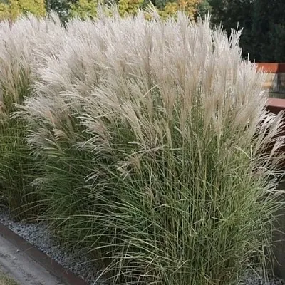 Мискантус КЛЯЙН СИЛЬБЕРСПАЙН китайский   Мискантус КЛЯЙН СИЛЬБЕРСПАЙН китайский  в Калининграде