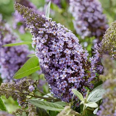 Буддлея давида БАТТЕРФЛЯЙ КАНДИ ЛИЛА СВИТХАРТ  Буддлея давида БАТТЕРФЛЯЙ КАНДИ ЛИЛА СВИТХАРТ в Калининграде