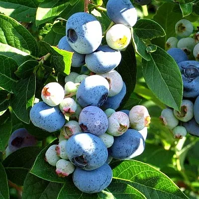 Голубика ВЕЙМУТ  Голубика ВЕЙМУТ в Калининграде