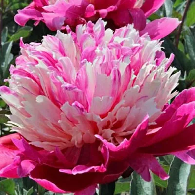 Пион ДЕЙДРИМ травянистый  Пион ДЕЙДРИМ травянистый в Калининграде