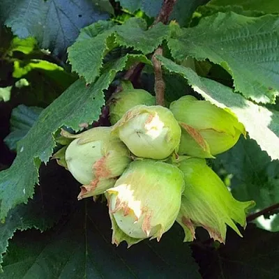 Фундук ТАМБОВСКИЙ РАННИЙ  Фундук ТАМБОВСКИЙ РАННИЙ в Калининграде