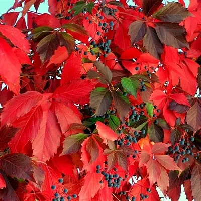 Девичий виноград  Девичий виноград в Калининграде