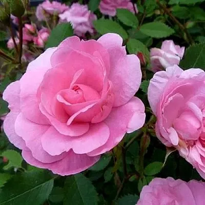 Саженцы роз ДЖОН ДЭВИС плетистая  Саженцы роз ДЖОН ДЭВИС плетистая в Калининграде