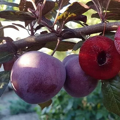 Слива ПАННА   Слива ПАННА  в Калининграде