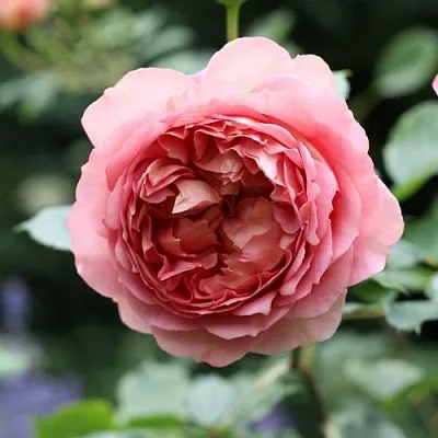 Саженцы роз РИДЖЕНТС ПАРК чайно-гибридная  Саженцы роз РИДЖЕНТС ПАРК чайно-гибридная в Калининграде