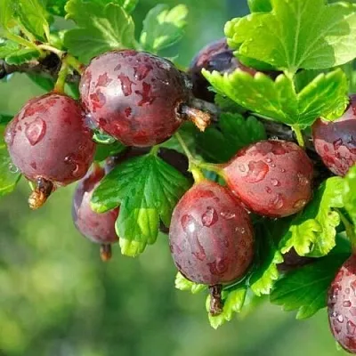 Крыжовник СЕРЕНАДА в Калининграде