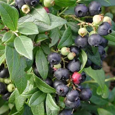 Голубика ПУТТЕ  Голубика ПУТТЕ в Калининграде