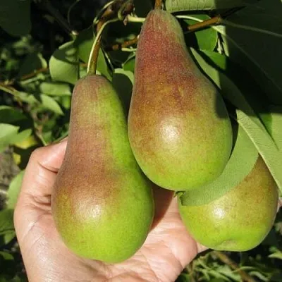 Груша ТАЛГАРСКАЯ КРАСАВИЦА  Груша ТАЛГАРСКАЯ КРАСАВИЦА в Калининграде