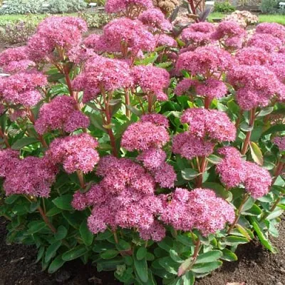 Очиток (седум) КАРЛ видный в Калининграде