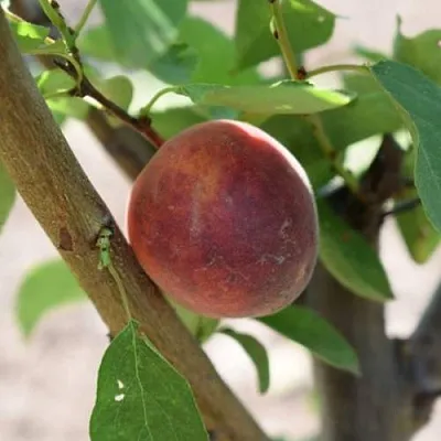 Плумкот БИРИКОККОЛО СУЗИНКОККО  Плумкот БИРИКОККОЛО СУЗИНКОККО в Калининграде