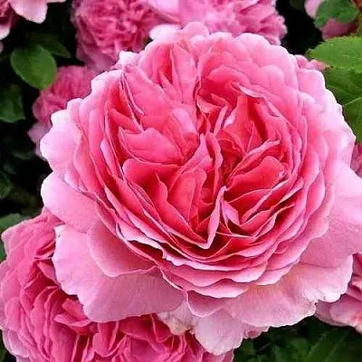 Саженцы роз ПРИНЦЕССА АЛЕКСАНДРА ОФ КЕНТ английская  Саженцы роз ПРИНЦЕССА АЛЕКСАНДРА ОФ КЕНТ английская в Калининграде