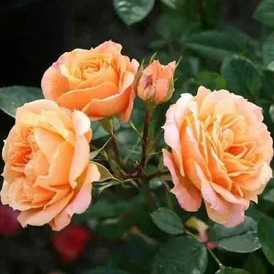 Саженцы роз КЛЕМЕНТИНА миниатюрная в Калининграде