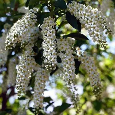 Черемуха виргинская ШУБЕРТ в Калининграде