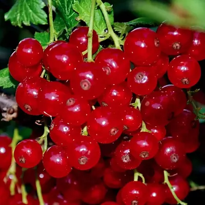 Смородина красная СЕРПАНТИН  Смородина красная СЕРПАНТИН в Калининграде