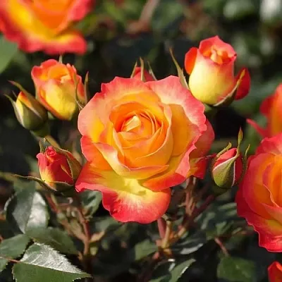 Саженцы роз ТАЙФУН спрей  Саженцы роз ТАЙФУН спрей в Калининграде