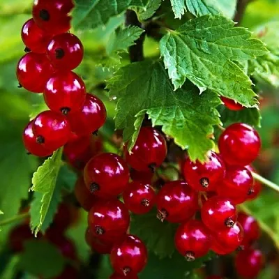 Смородина красная РОЛАН  Смородина красная РОЛАН в Калининграде