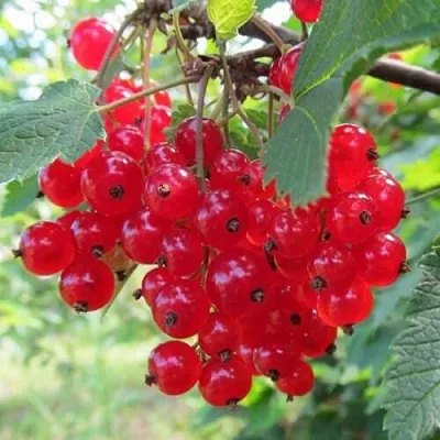 Смородина красная КРАСНАЯ АНДРЕЙЧЕНКО  Смородина красная КРАСНАЯ АНДРЕЙЧЕНКО в Калининграде