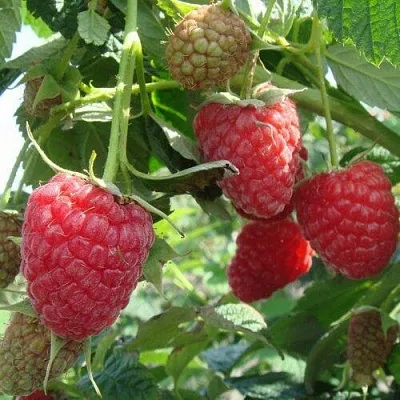 Малина КОЛОКОЛЬЧИК  Малина КОЛОКОЛЬЧИК в Калининграде