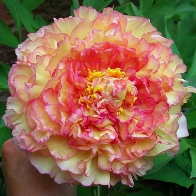 Пионы древовидные в Калининграде