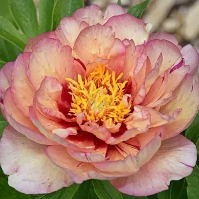 Пион КЭЛЛИС МЕМОРИ ито-гибрид  Пион КЭЛЛИС МЕМОРИ ито-гибрид в Калининграде