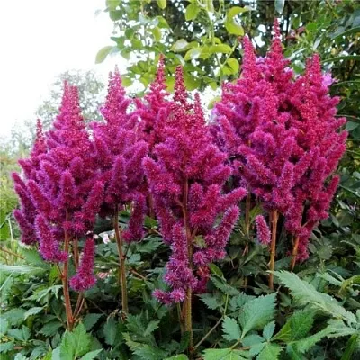 Астильба ВИЖНС китайская в Калининграде