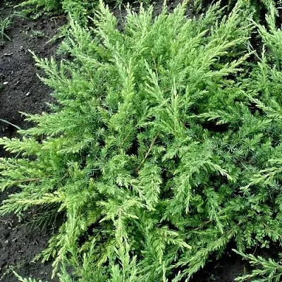 Можжевельник ШЛЯГЕР прибрежный  Можжевельник ШЛЯГЕР прибрежный в Калининграде