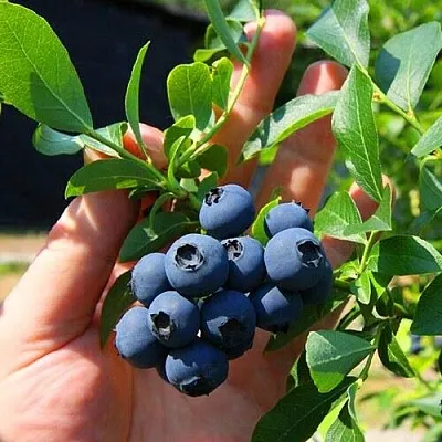 Голубика НОРТ КАНТРИ  Голубика НОРТ КАНТРИ в Калининграде