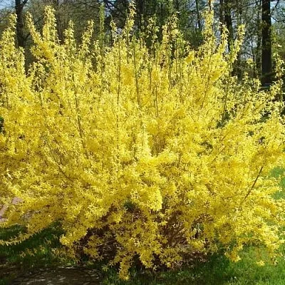 Форзиция ФОРЧУНА  Форзиция ФОРЧУНА в Калининграде