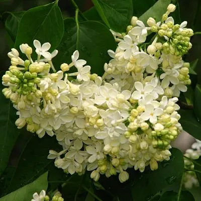 Сирень ПРИМРОУЗ  Сирень ПРИМРОУЗ в Калининграде