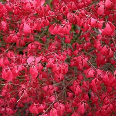 Бересклет КОМПАКТУС   Бересклет КОМПАКТУС  в Калининграде