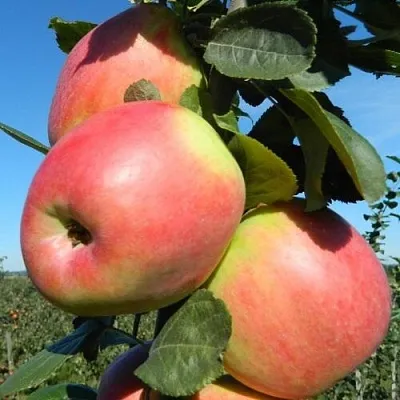 Яблоня БРЯНСКОЕ РОЗОВОЕ  Яблоня БРЯНСКОЕ РОЗОВОЕ в Калининграде