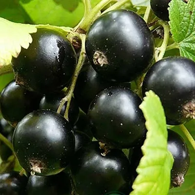 Смородина черная ЭБОНИ  Смородина черная ЭБОНИ в Калининграде