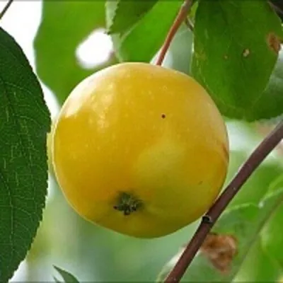 Яблоня КИТАЙКА ЖЁЛТАЯ колонновидная — описание сорта Яблоня КИТАЙКА ЖЁЛТАЯ колонновидная в Калининграде