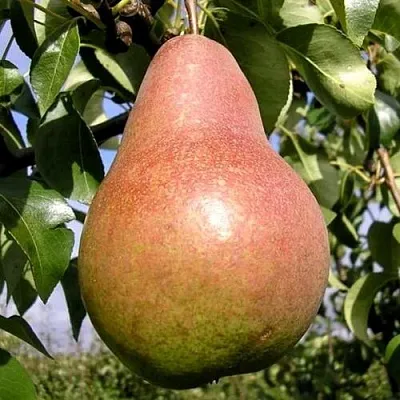 Груша КИРГИЗСКАЯ ЗИМНЯЯ  Груша КИРГИЗСКАЯ ЗИМНЯЯ в Калининграде