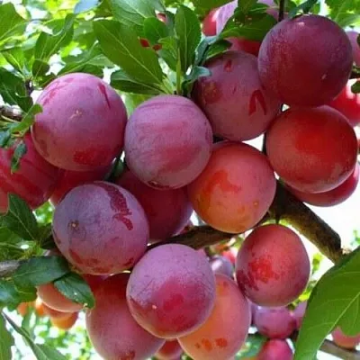 Слива НЕКТАРИННАЯ АРОМАТНАЯ  Слива НЕКТАРИННАЯ АРОМАТНАЯ в Калининграде