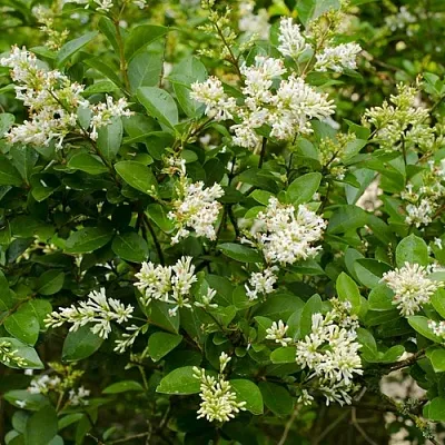 Бирючина  Бирючина в Калининграде