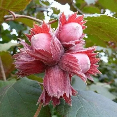 Фундук СКАРЛЕТТ  Фундук СКАРЛЕТТ в Калининграде