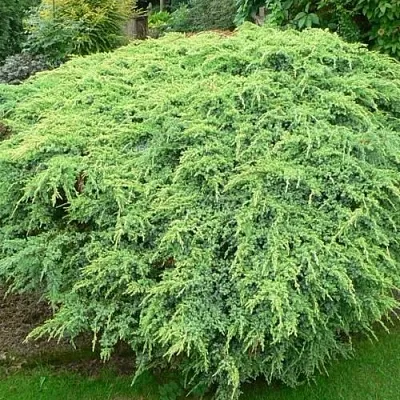 Можжевельник ХОЛГЕР чешуйчатый  Можжевельник ХОЛГЕР чешуйчатый в Калининграде