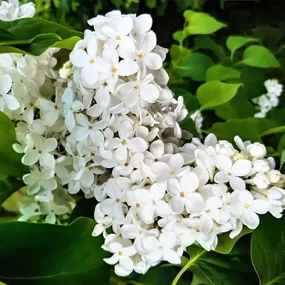 Сирень МАЛЕНЬКИЙ ПРИНЦ  Сирень МАЛЕНЬКИЙ ПРИНЦ в Калининграде