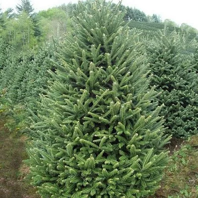 Пихта ФРАЗЕРА  Пихта ФРАЗЕРА в Калининграде