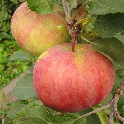 Яблоня ПЕРВОУРАЛЬСКОЕ  Яблоня ПЕРВОУРАЛЬСКОЕ в Калининграде