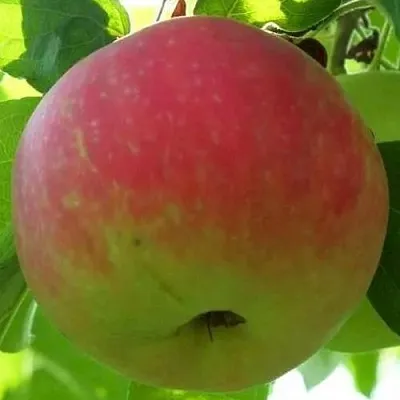 Яблоня УТРО  Яблоня УТРО в Калининграде