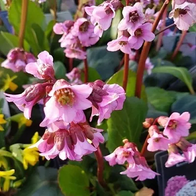 Бадан БЭБИ ДОЛЛ в Калининграде