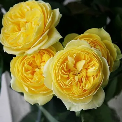 Саженцы роз КАТАЛИНА спрей  Саженцы роз КАТАЛИНА спрей в Калининграде