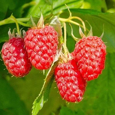 Малина ИЗОБИЛЬНАЯ  Малина ИЗОБИЛЬНАЯ в Калининграде