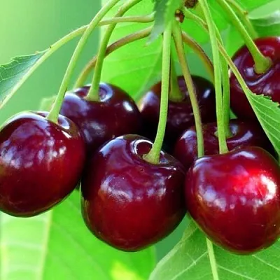 Вишня ВЯНОК в Калининграде