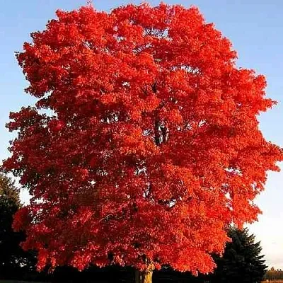 Дуб красный   Дуб красный  в Калининграде